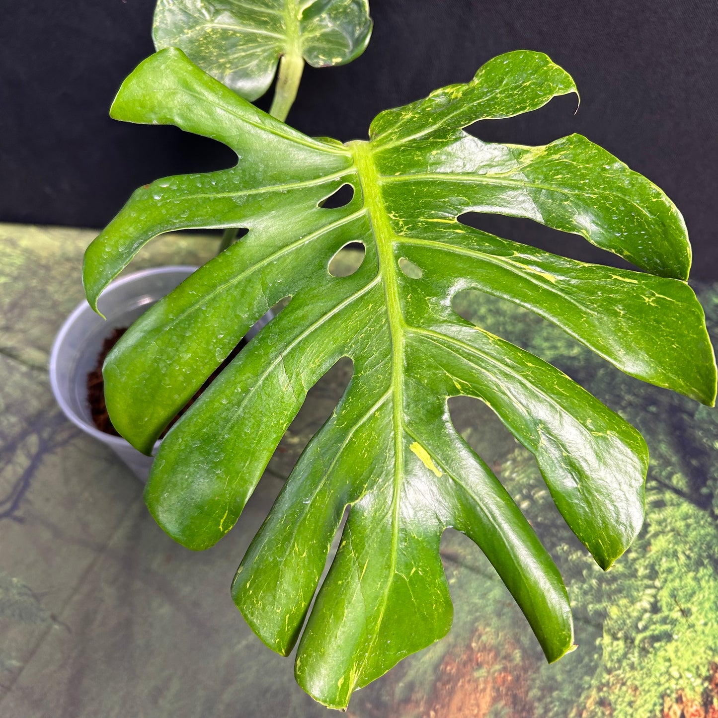 Monstera Deliciosa Thunderbolt
