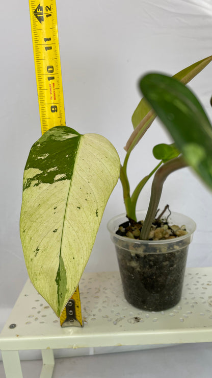 Variegated Philodendron Asian Whipple Way