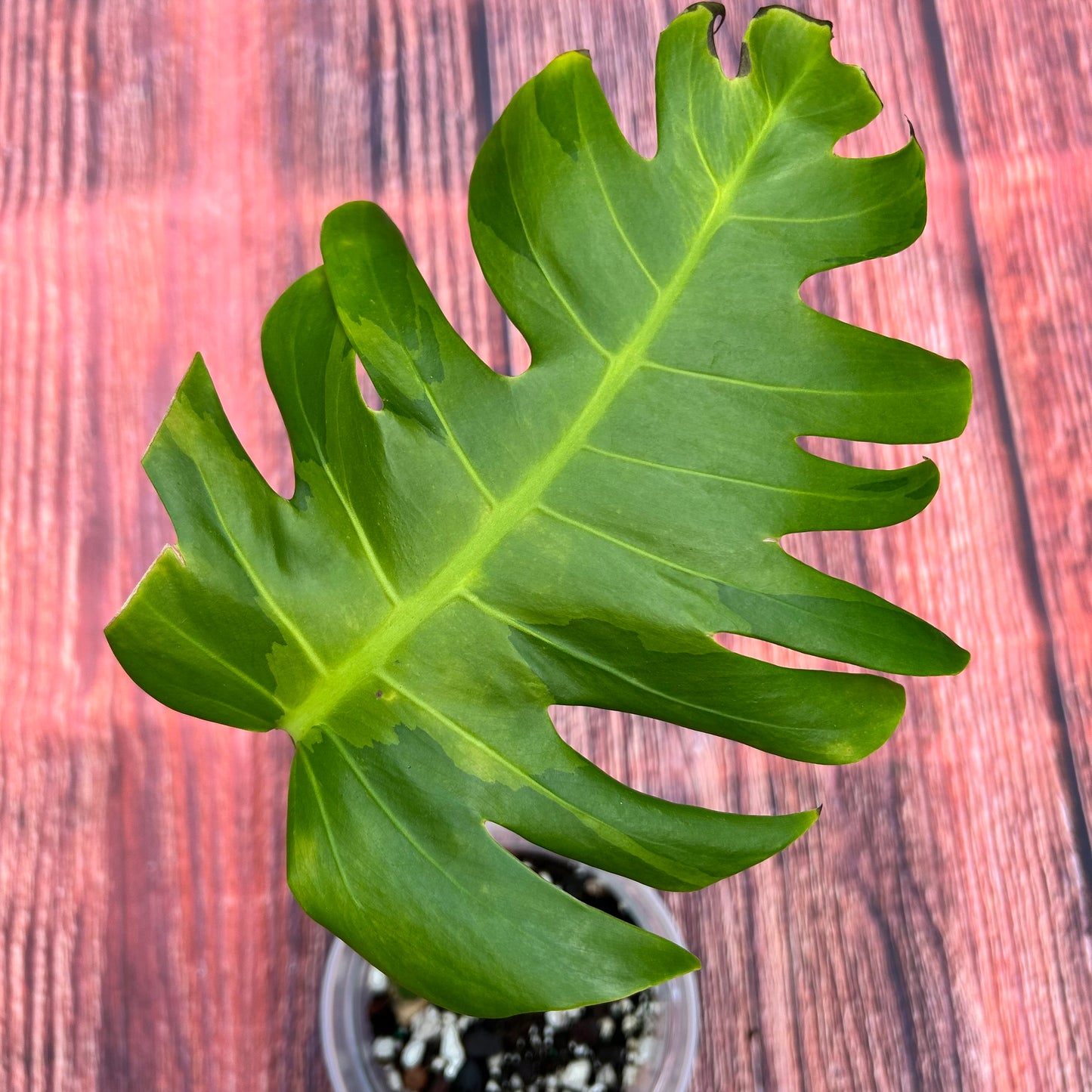 Monstera White Lava