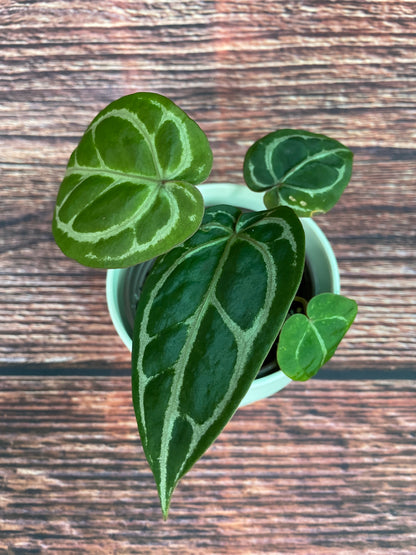 Anthurium Zara x Ace of Spades Dorayaki