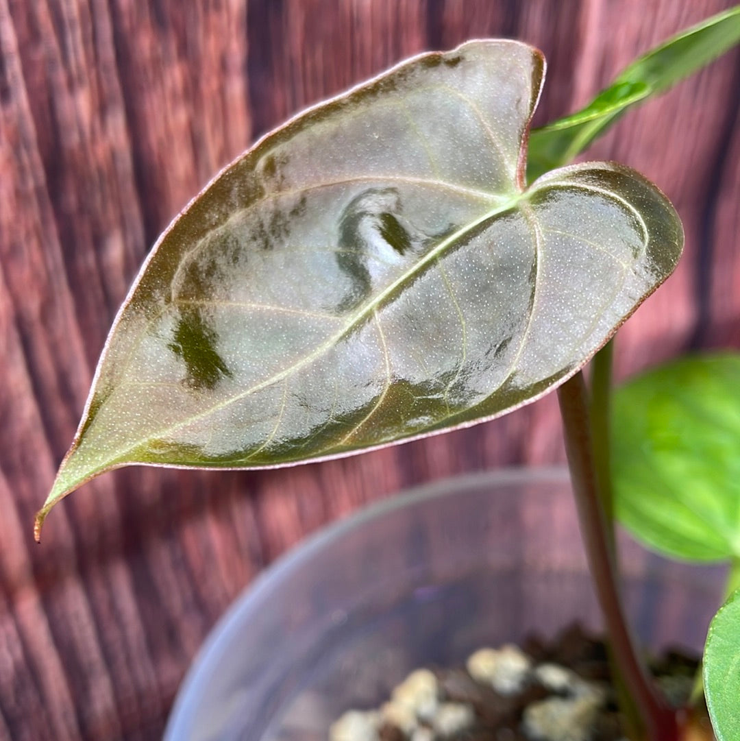 Anthurium papillilaminum #3