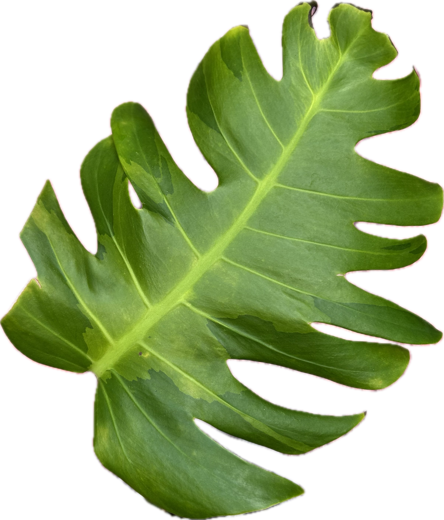 Monstera White Lava