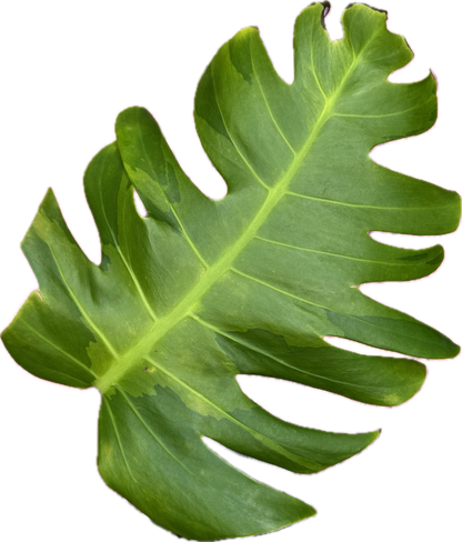 Monstera White Lava