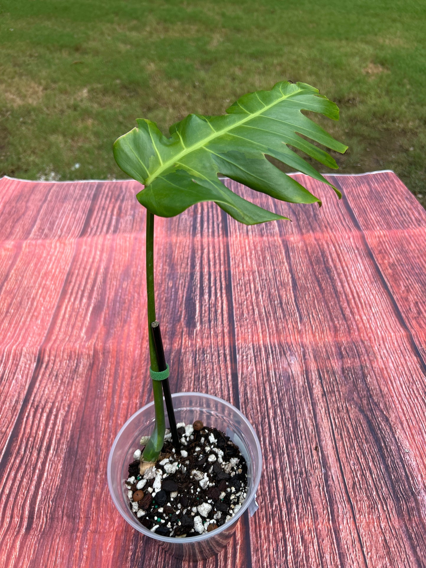 Monstera White Lava