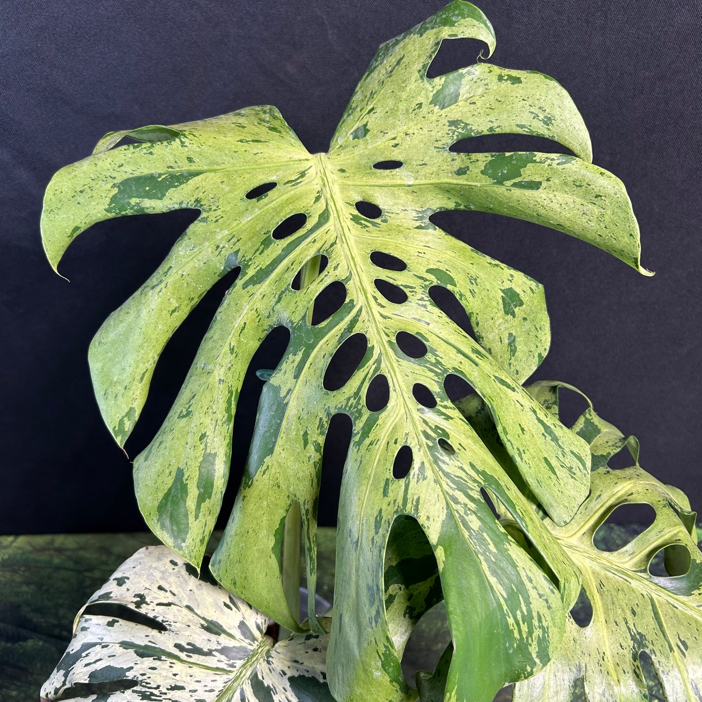 3-leaf Monstera Deliciosa Vietciosa