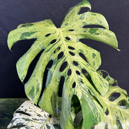 3-leaf Monstera Deliciosa Vietciosa