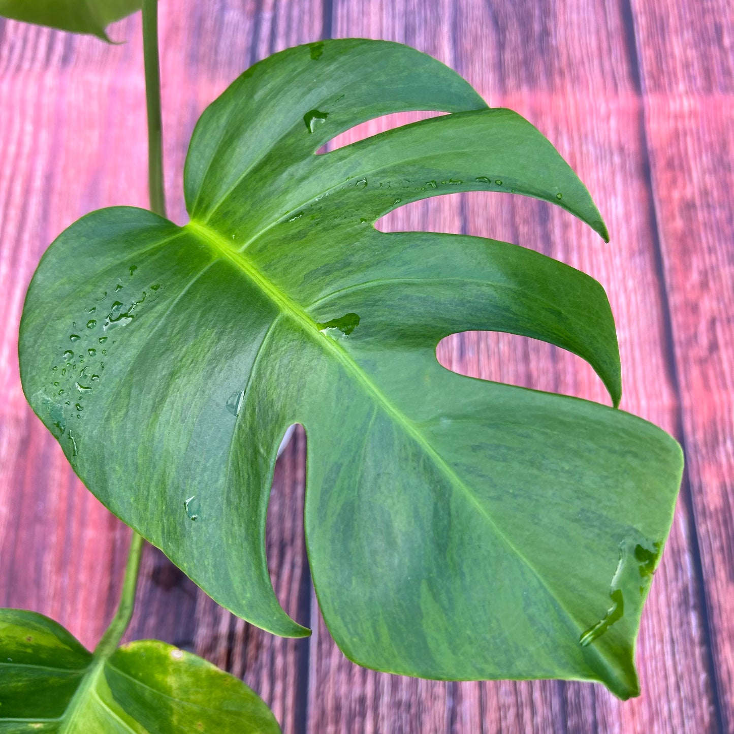 Monstera Green on Green Borsigiana