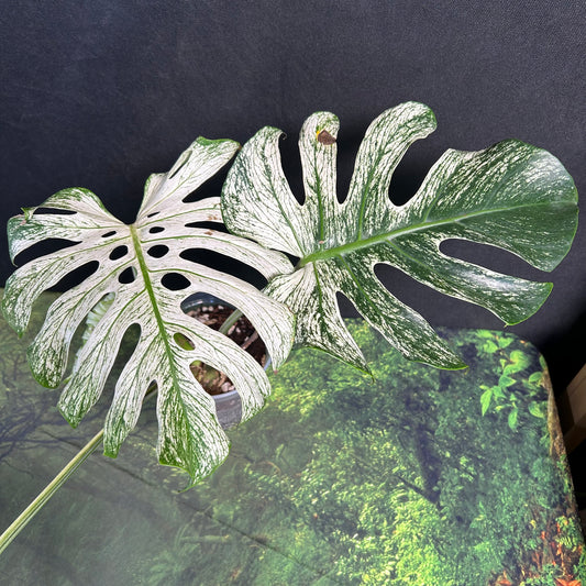 4-Leaf Monstera Devil Monster