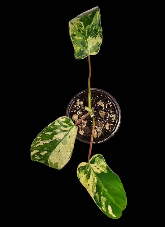 Variegated Philodendron Emerald Queen #2