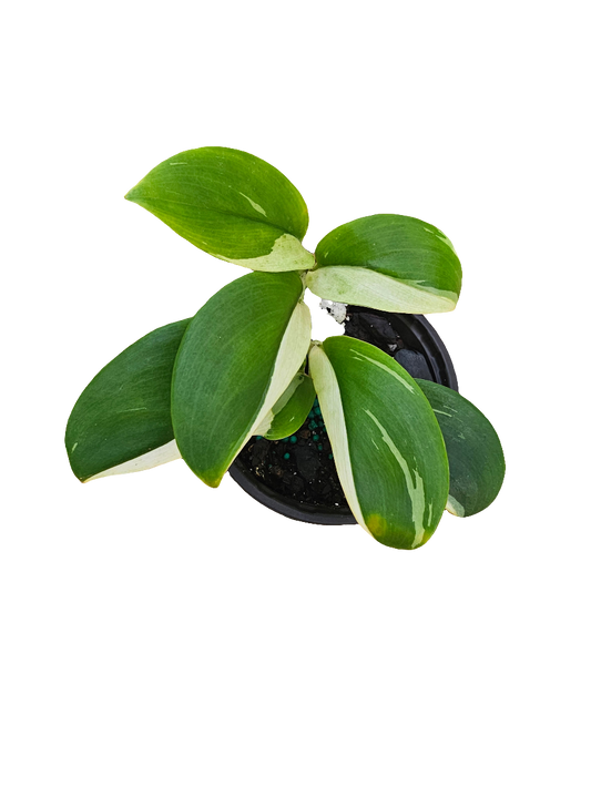 Scindapsus Treubii Moonlight Albo