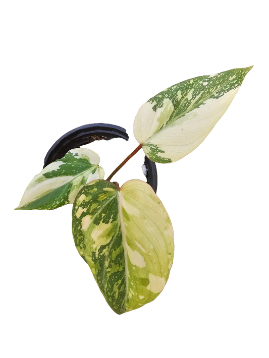 Variegated Philodendron Gloriosum