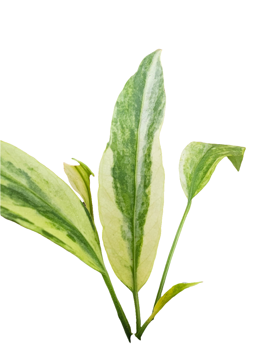 Variegated Anthurium Vittarifolium