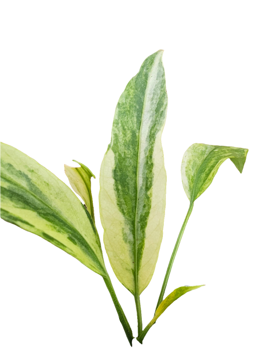 Variegated Anthurium Vittarifolium