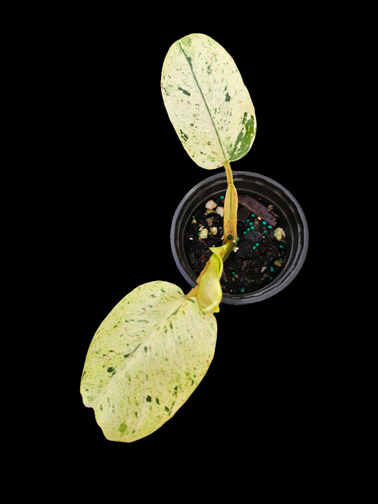 Philodendron Asian Whipple Way
