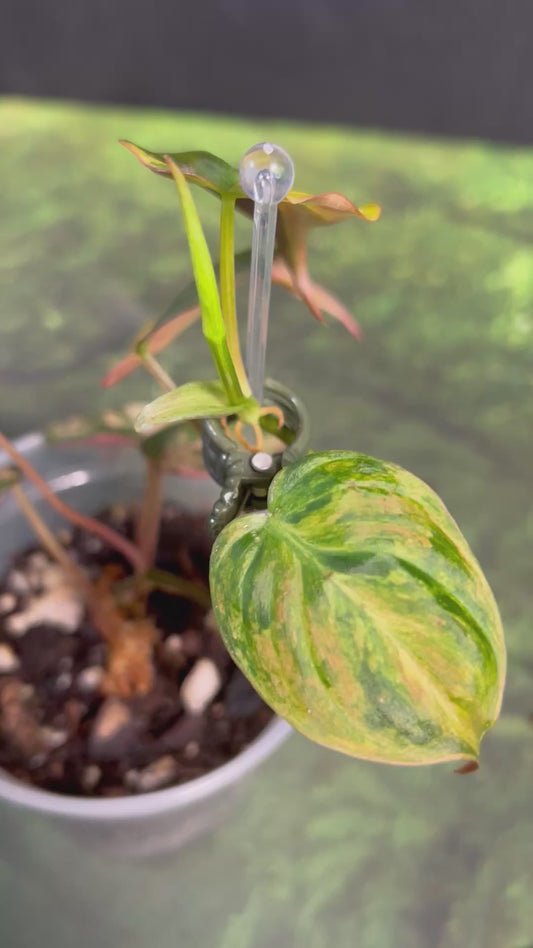 7-Leaf Variegated Philodendron Micans Ferrari
