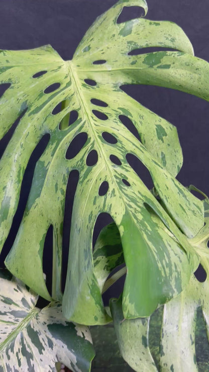 3-leaf Monstera Deliciosa Vietciosa