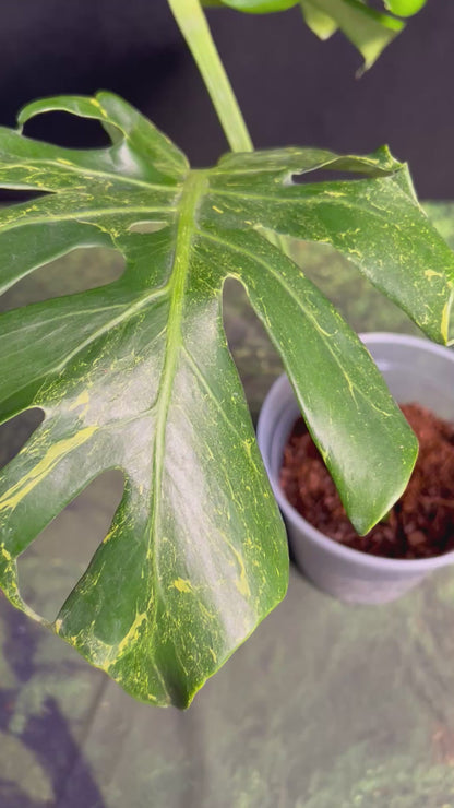 Monstera Deliciosa Thunderbolt