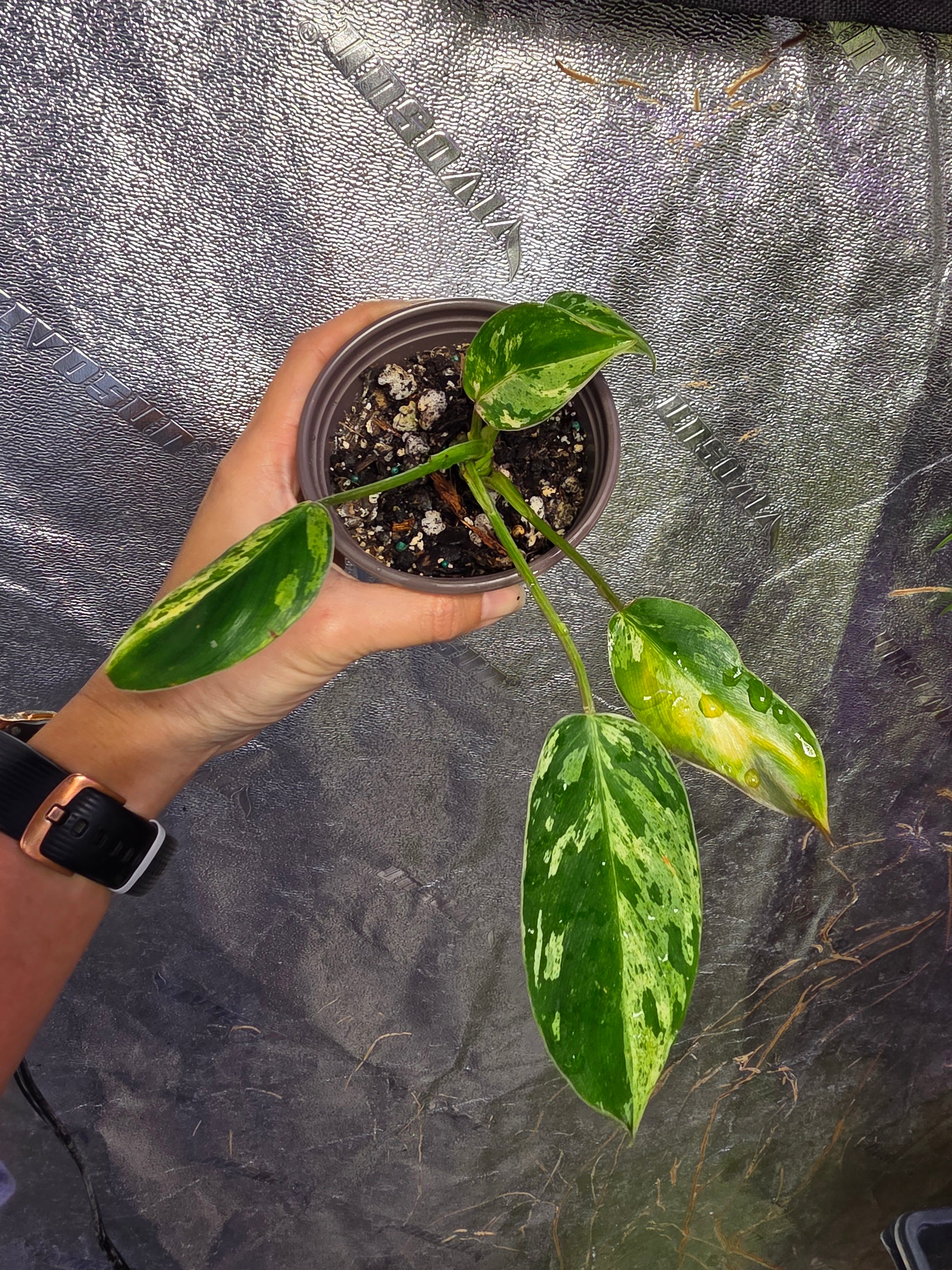 philodendron emerald green Variegated Philodendron Emerald Queen #3 – Plants by Victoria Crystal