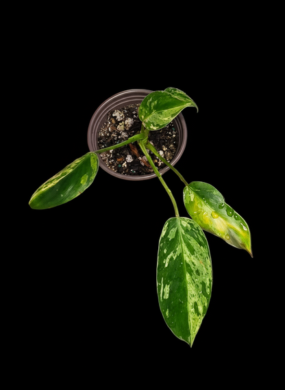 Variegated Philodendron Emerald Queen #3