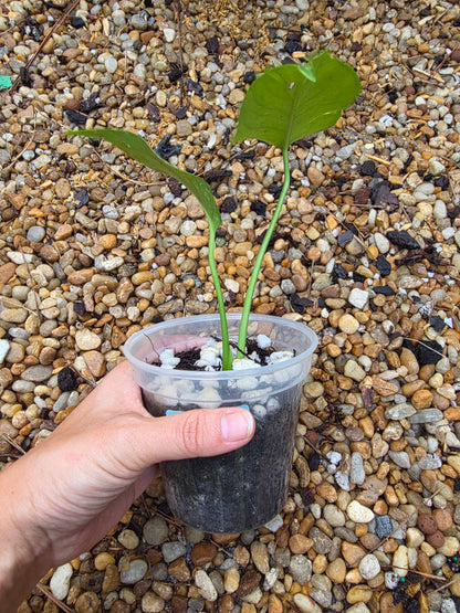 Monstera Deliciosa Thunderbolt