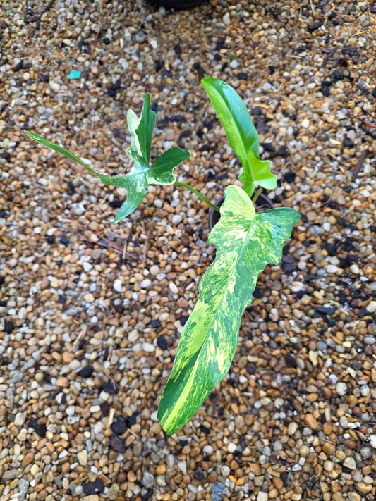 Variegated Philodendron Florida Beauty x Mayoi #2
