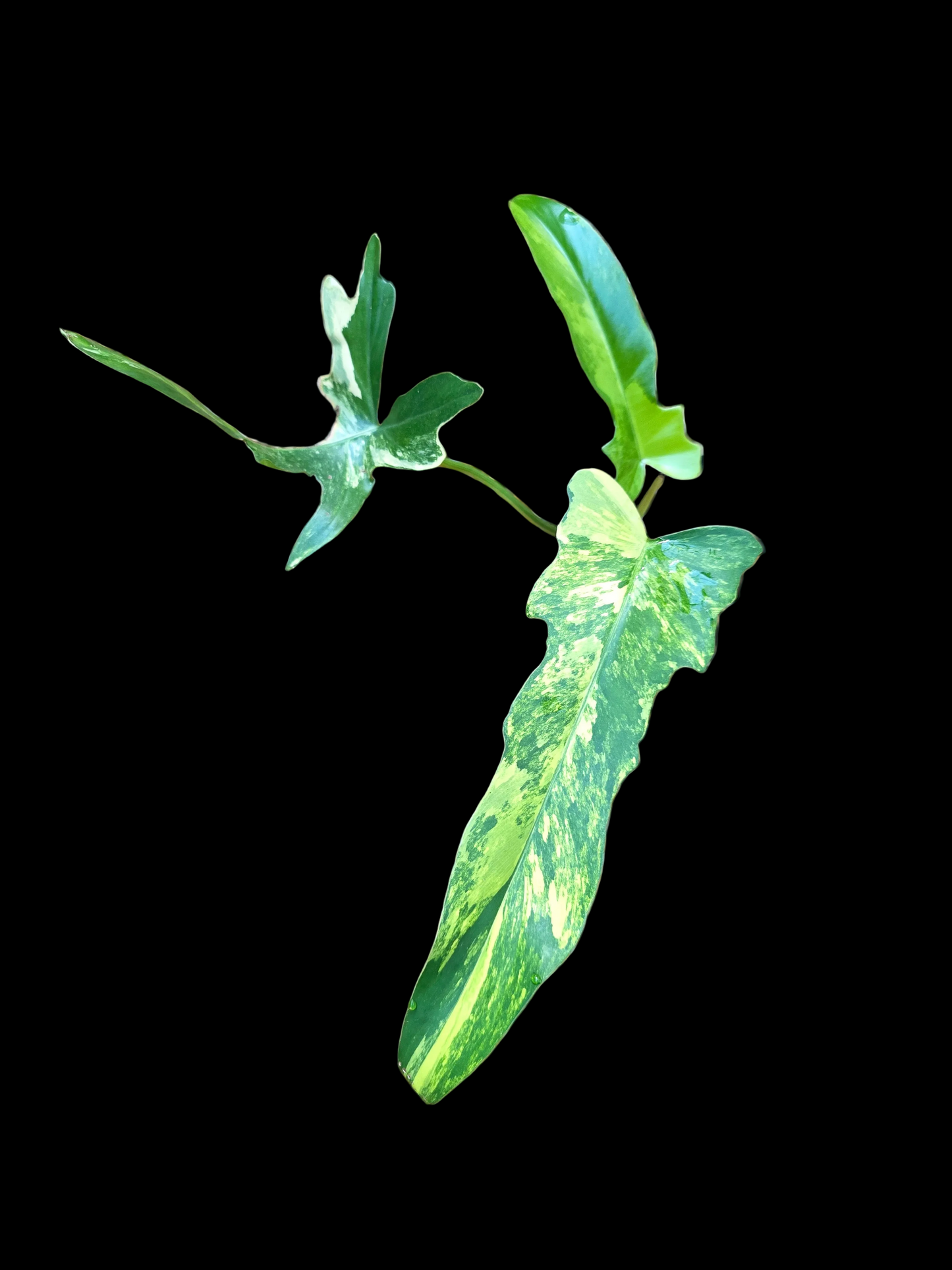 Variegated Philodendron Florida Beauty x Mayoi #2
