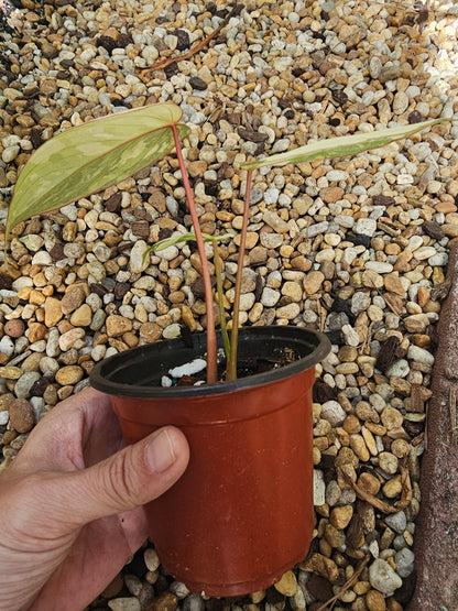 Variegated Philodendron Gloriosum
