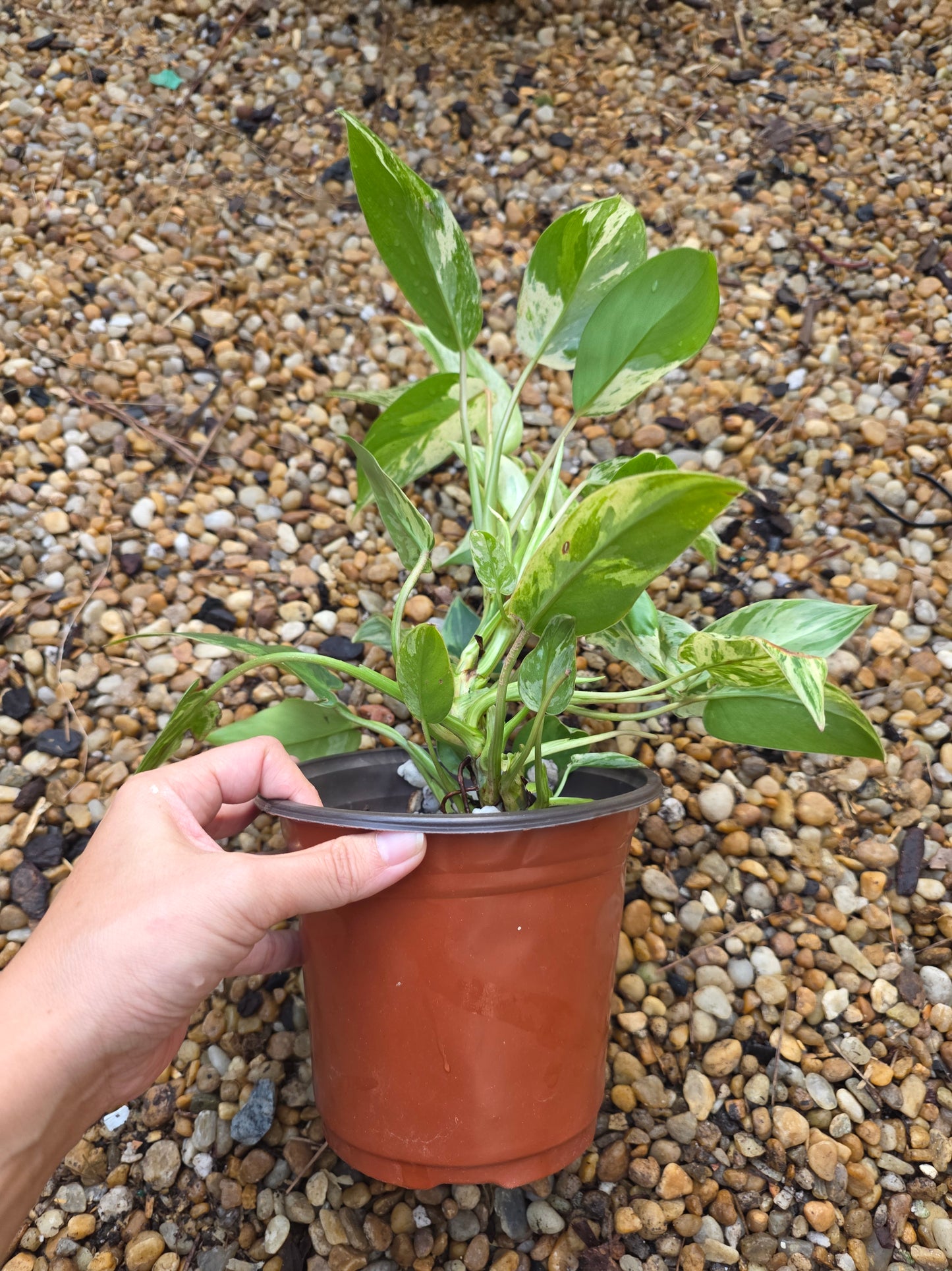Variegated Philodendron Emerald Queen