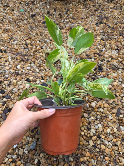 Variegated Philodendron Emerald Queen