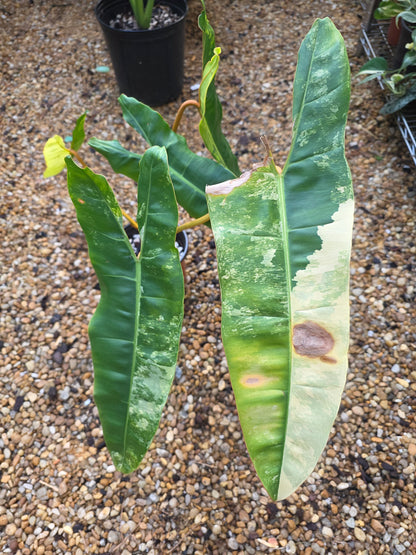 Variegated Philodendron Billietiae