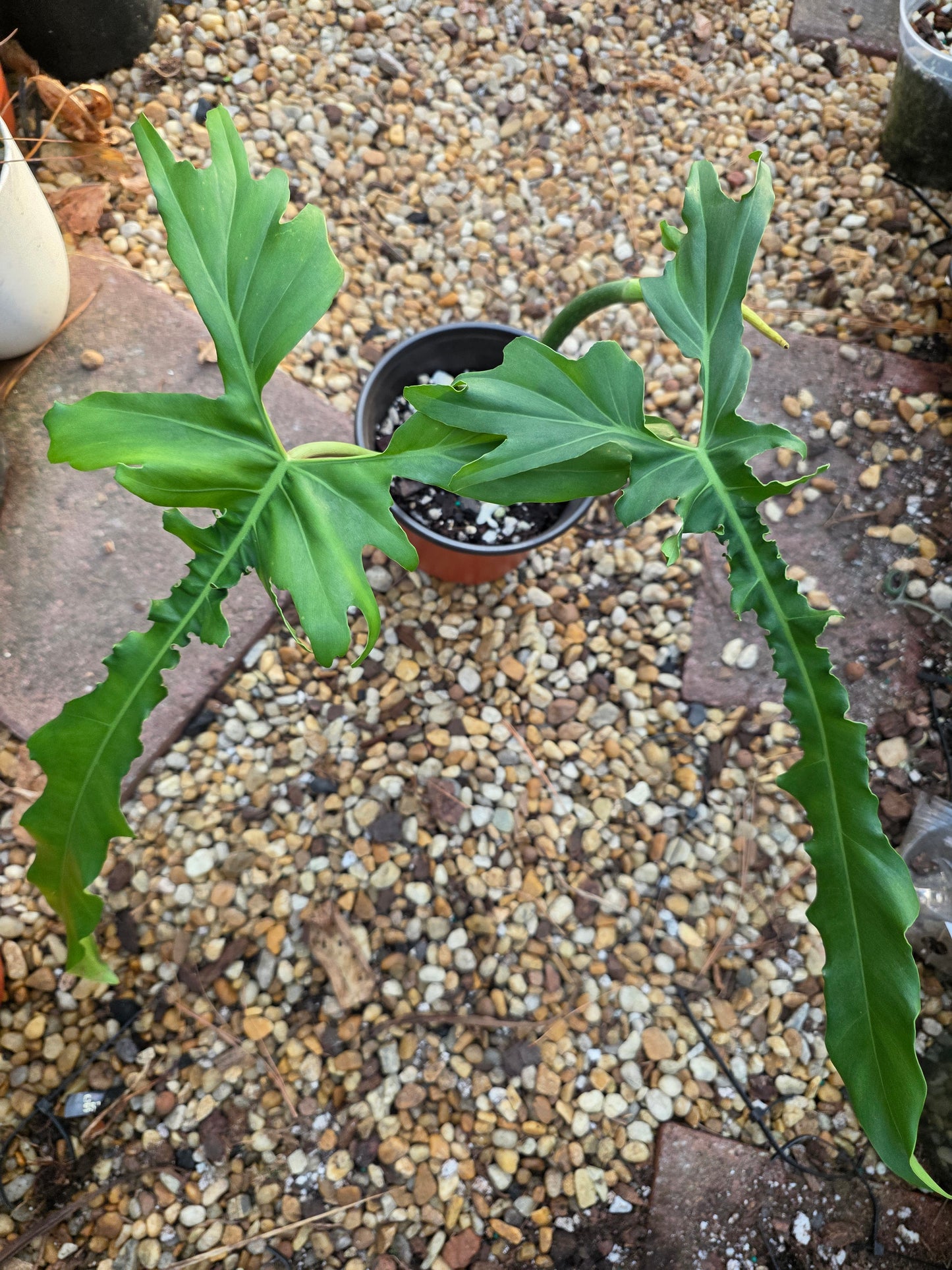 Philodendron Belle Isle (Florida Beauty x Bobcee)
