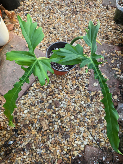 Philodendron Belle Isle (Florida Beauty x Bobcee)