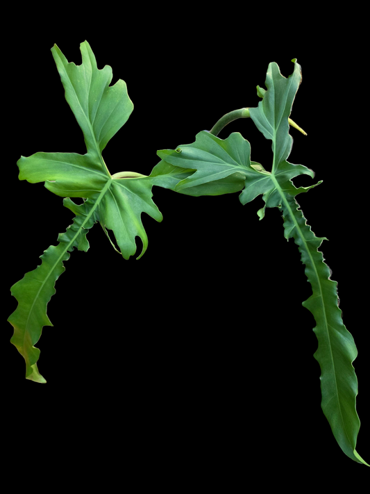 Philodendron Belle Isle (Florida Beauty x Bobcee)