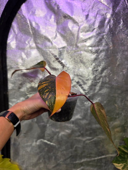 Variegated Philodendron Orange Princess Galaxy