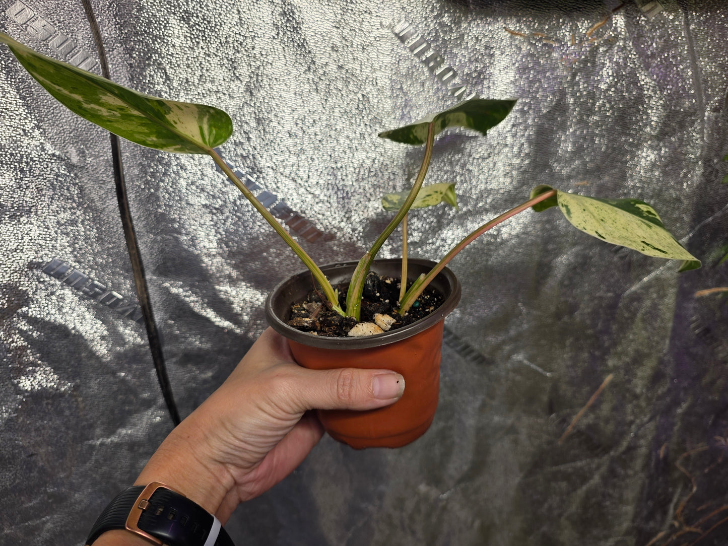 Variegated Philodendron Emerald Queen