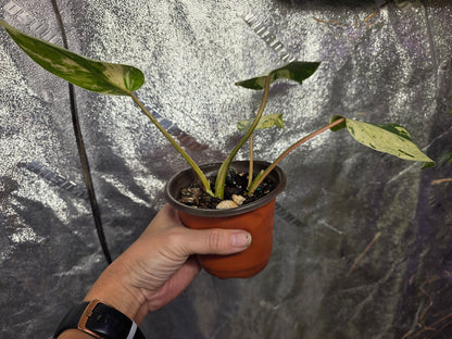 Variegated Philodendron Emerald Queen