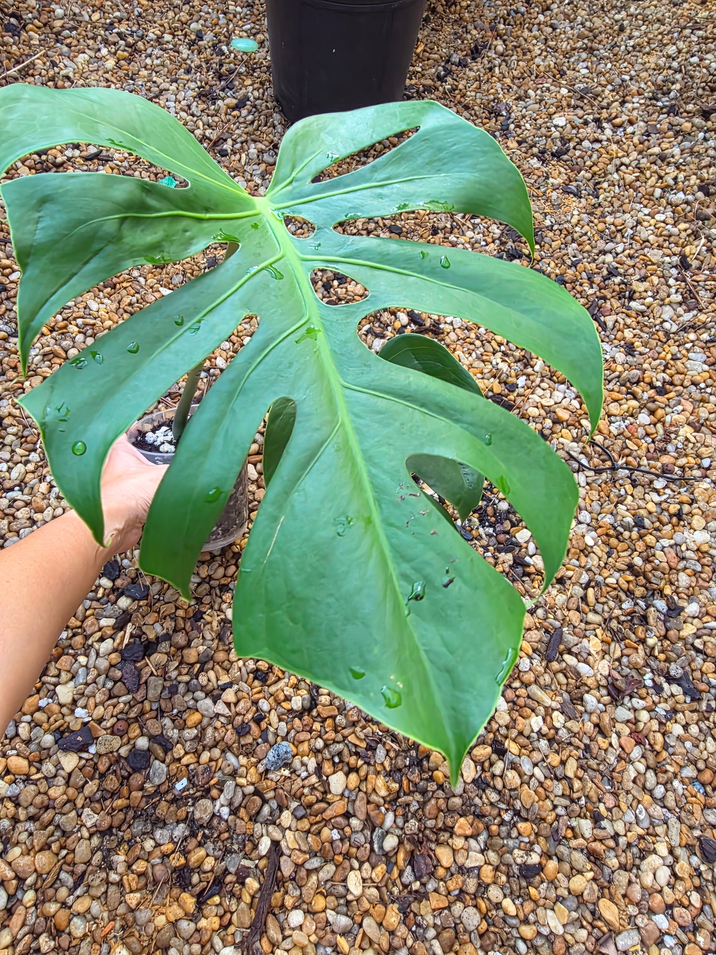 Monstera Form 6
