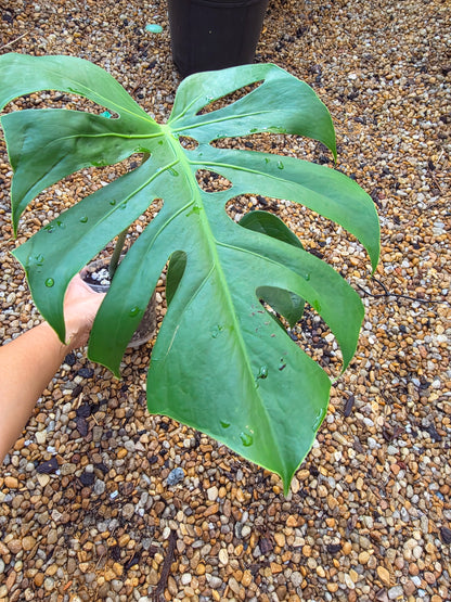 Monstera Form 6