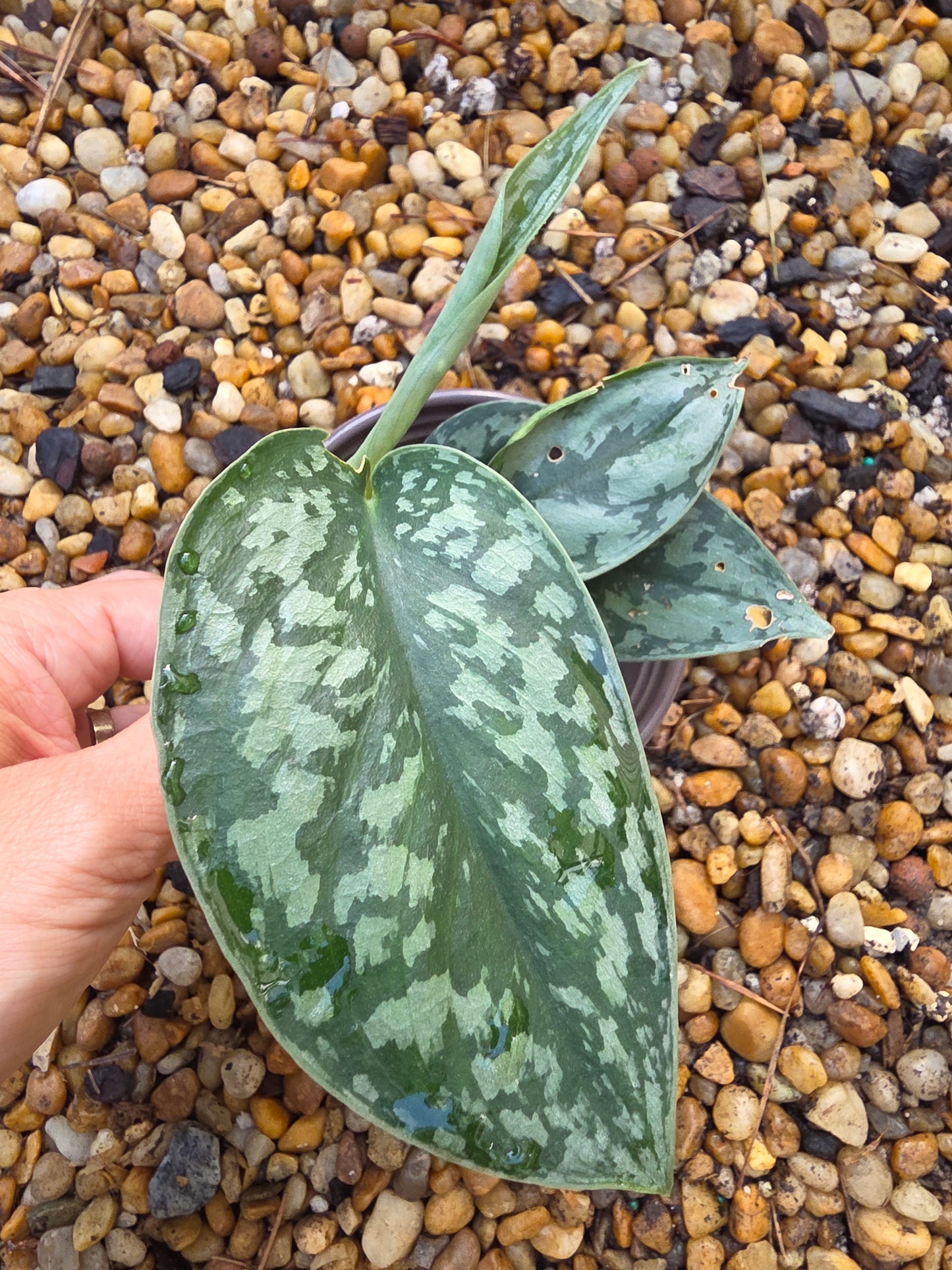 Scindapsus Silver Lady