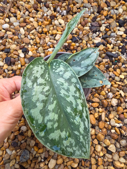 Scindapsus Silver Lady