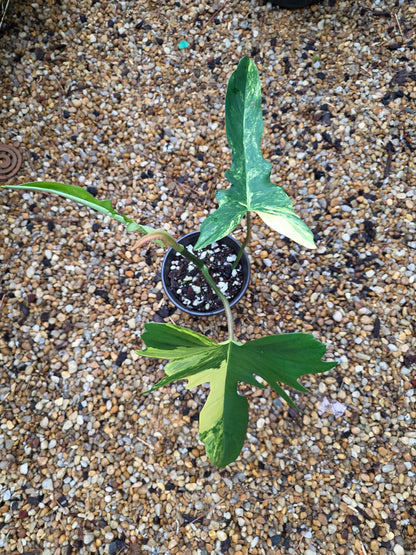 Variegated Philodendron Florida Beauty x Mayoi