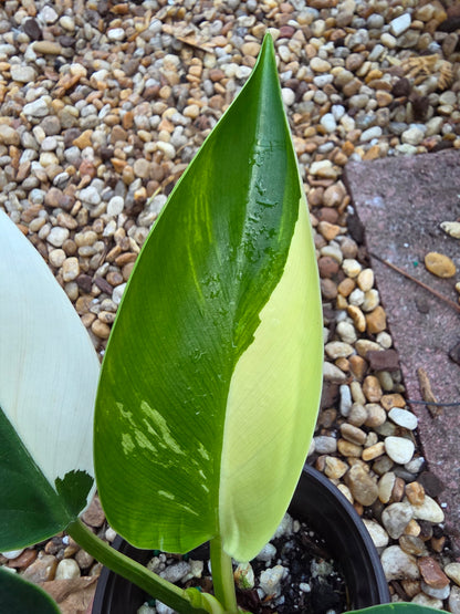 Philodendron Green Congo Albo