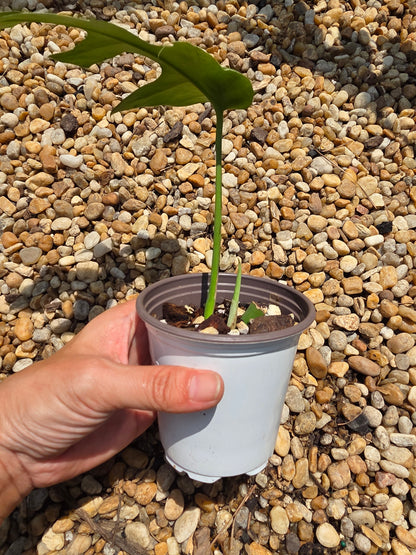 Variegated Rhaphidophora Bon Budo