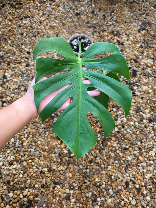 Monstera Form 6