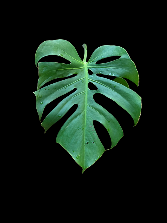 Monstera Form 6