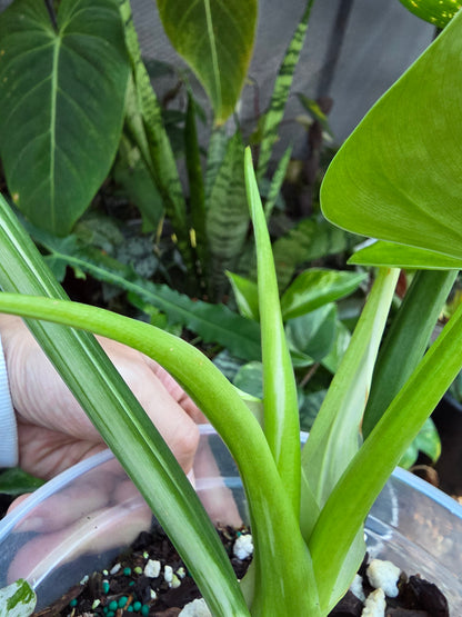 Variegated Philodendron Orlando