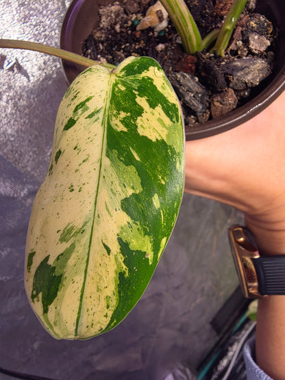 Variegated Philodendron Emerald Queen