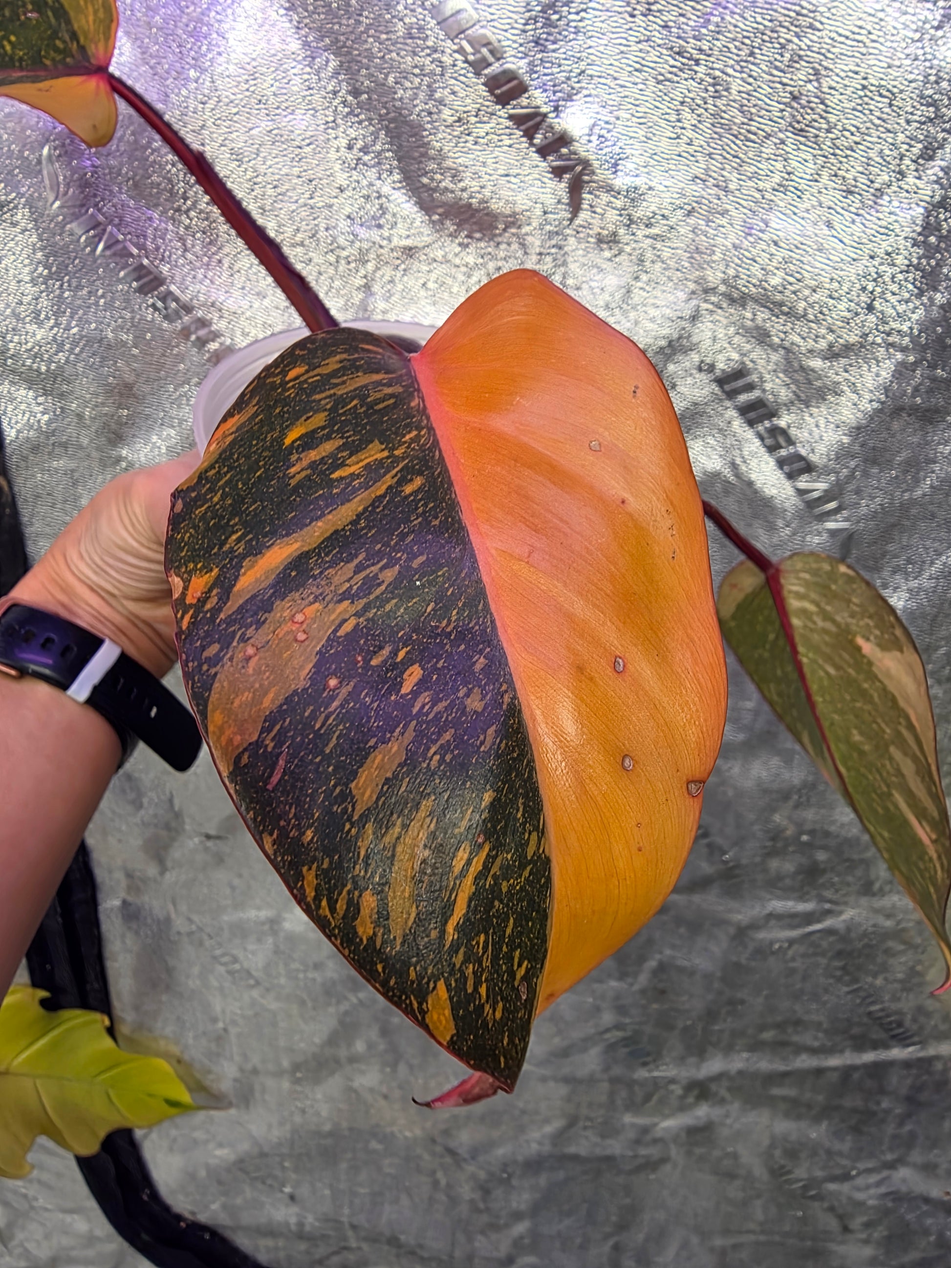 philodendron orange princess marble Variegated Philodendron Orange Princess Galaxy – Plants by Victoria Crystal