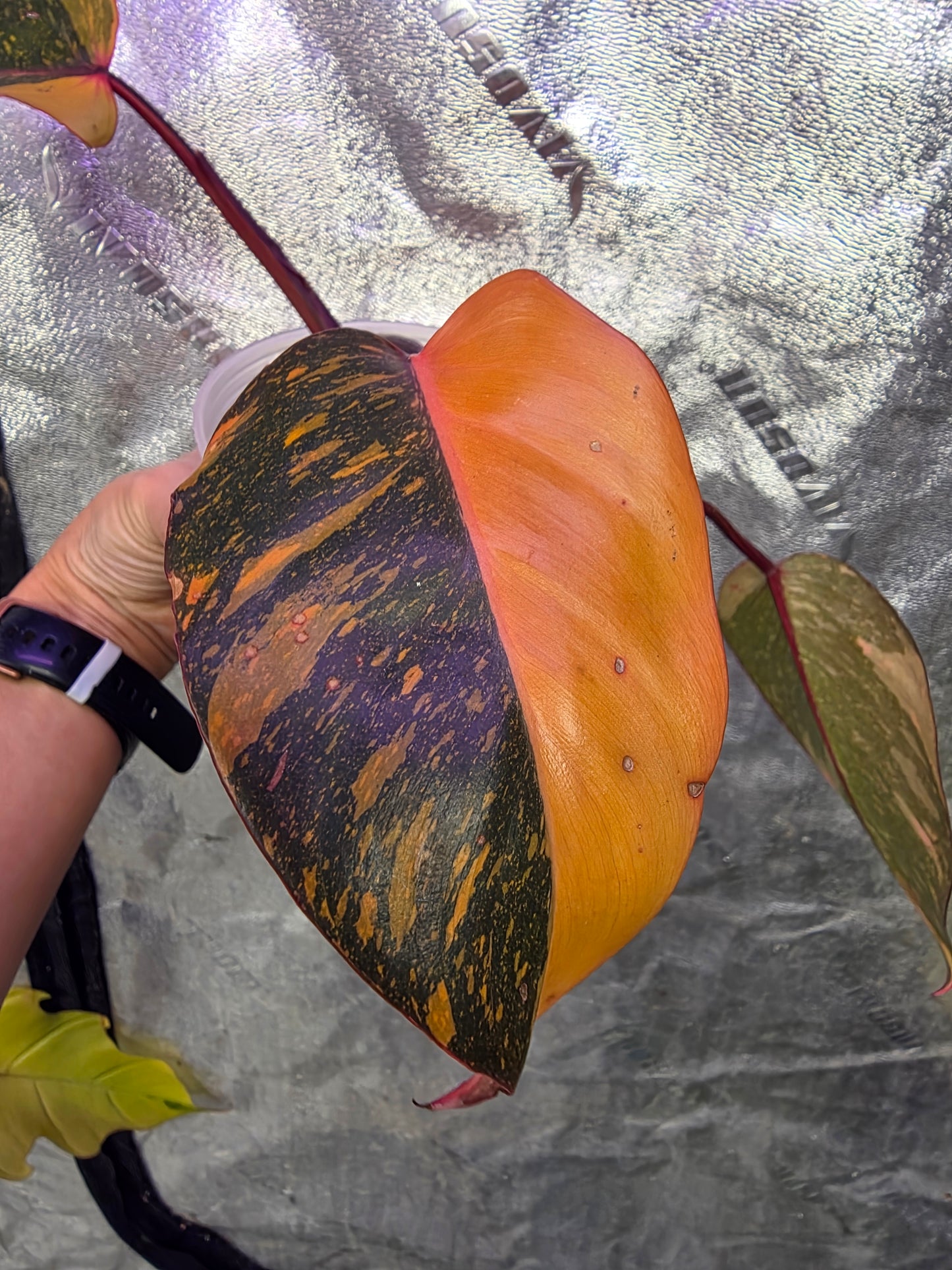 Variegated Philodendron Orange Princess Galaxy