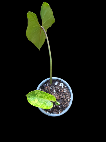 Variegated Philodendron Ilsemanii